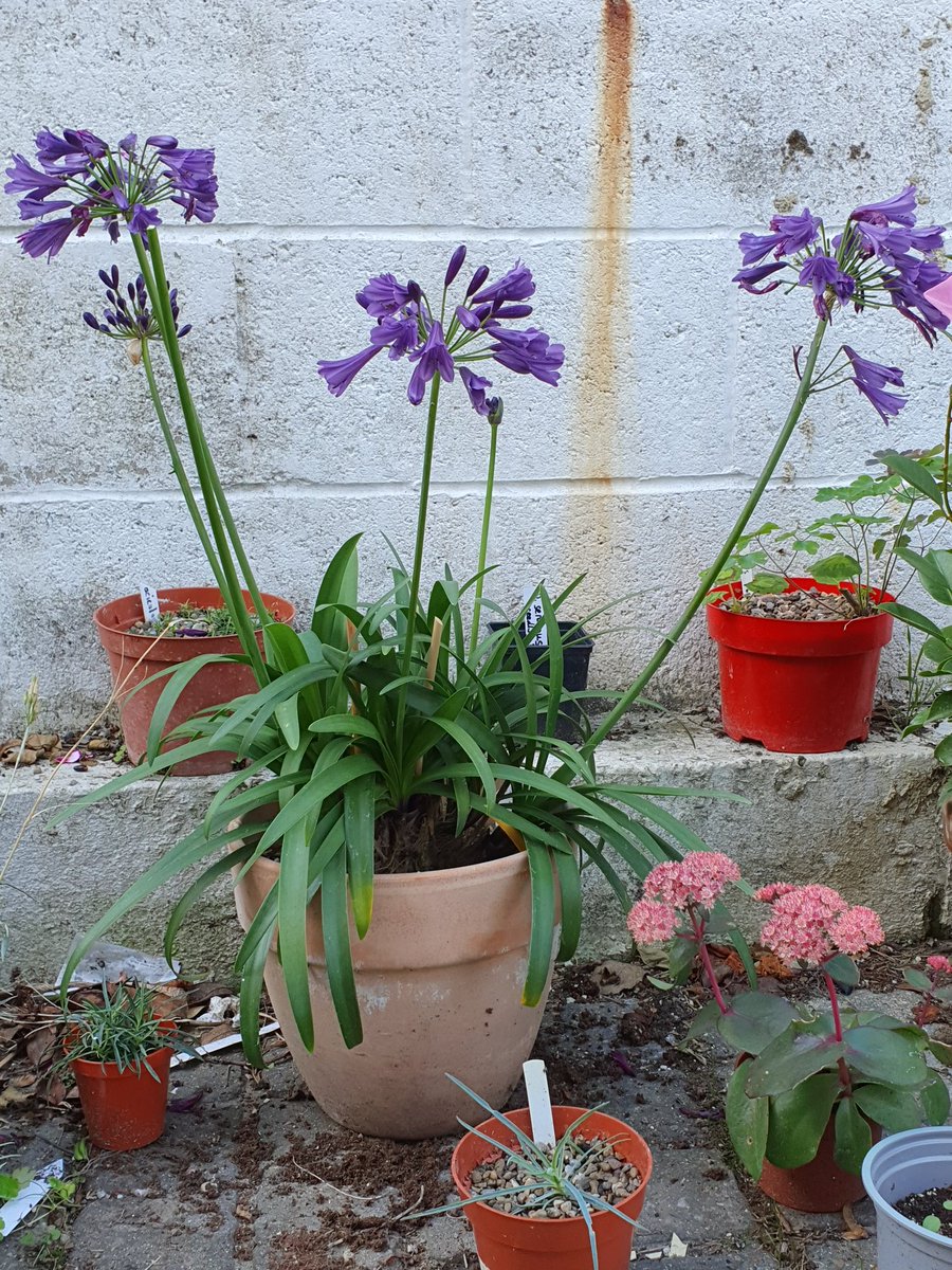 Popping Purple hasn't stopped popping since July. Very impressive.