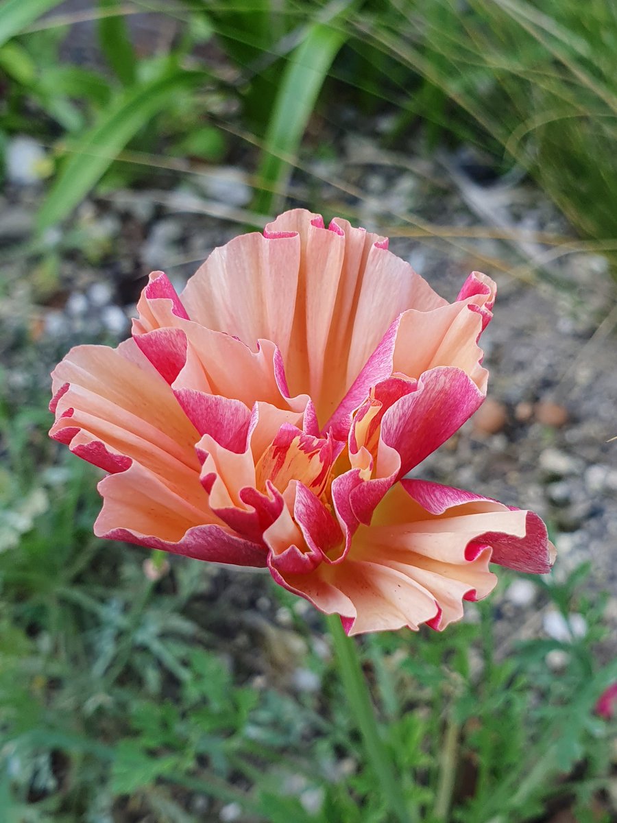 Enjoying this particular californian poppy