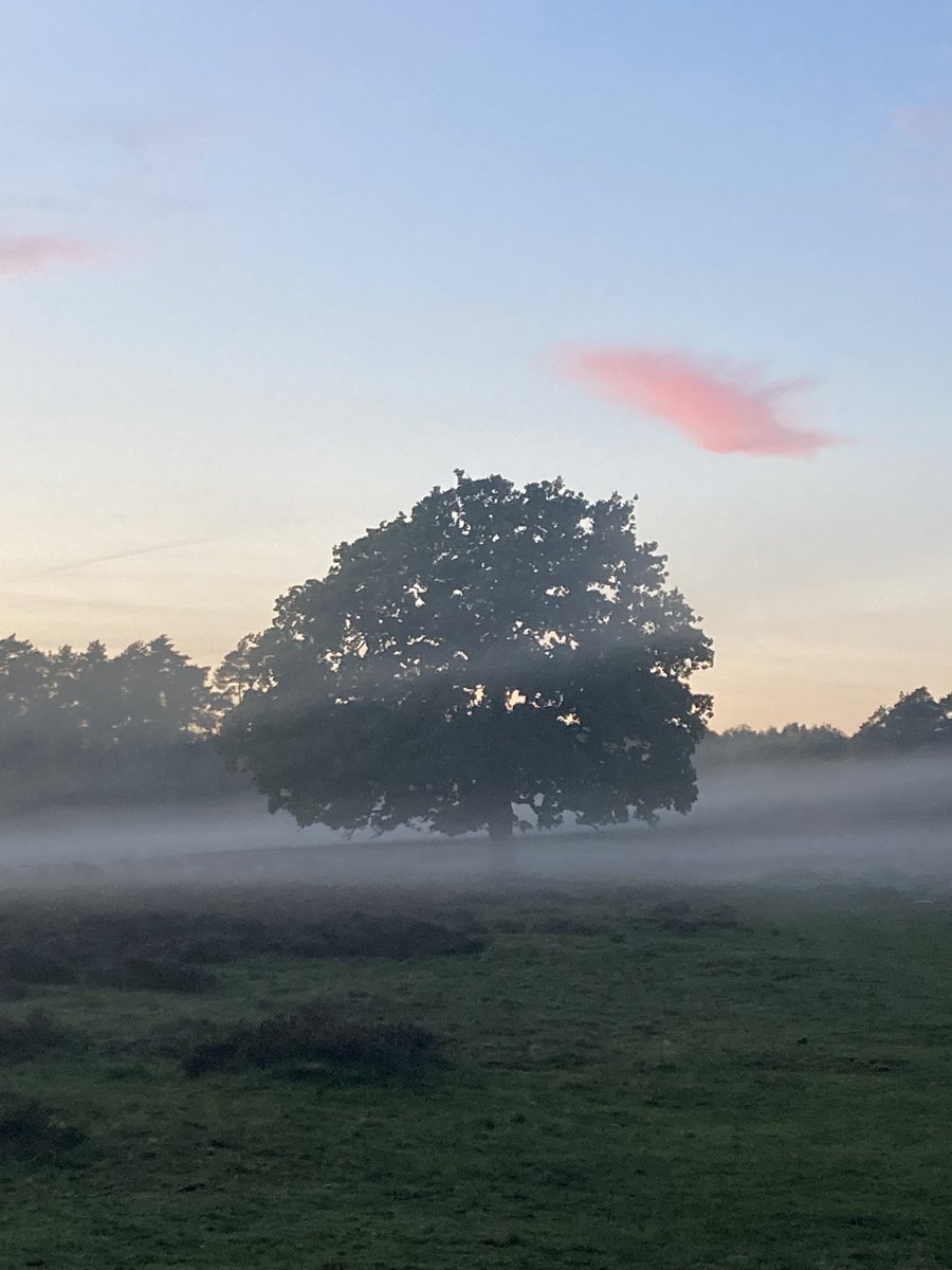 lm_orton's tweet photo. @NTClumberPark an absolutely stunning evening in my favourite place ☺️ https://t.co/D7bQYtsWkB