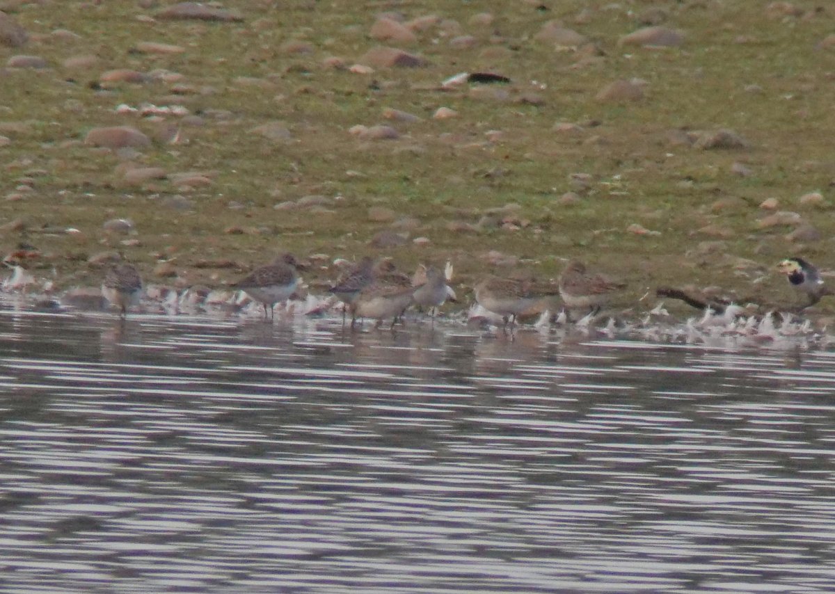 One of those most incredible WTF!! moments I have witnessed in 41 years birding at Belvide. I was just about to go home but decided to pop in the West End Hide to count the Wigeon. Didn't think I'd be counting 8 White-rumped Sandpipers instead. Patch birding at it's best.