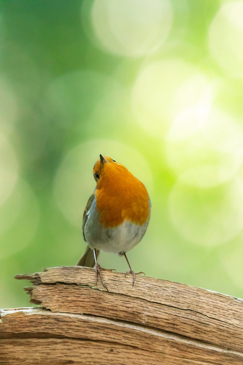 GinieFimo's tweet photo. Les fêtes approchent !
Pour des cadeaux de fin d’année uniques et faits avec amour, pensez aux artisans 🎁
De mon côté, je crée des bijoux en pâte polymère et propose mes photographies animalières 📸
Un petit partage, deux secondes pour vous… un grand coup de pouce pour nous 🫶 https://t.co/AfbmdUdxZG