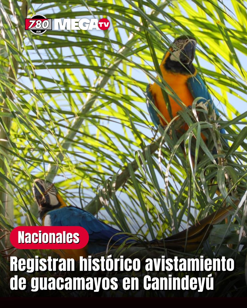 🦜REGISTRAN HISTÓRICO AVISTAMIENTO DE GUACAMAYOS EN CANINDEYÚ |

🤩Dos ejemplares silvestres de gua’a kaninde, conocidos también como guacamayos azul y amarillo, fueron avistados recientemente en el Refugio Biológico de Mbaracayú, gestionado por Itaipú.

👉En el departamento de