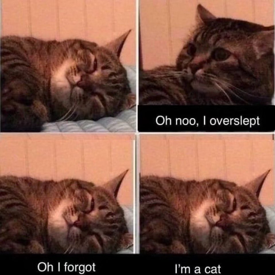 catsbeingweirds's tweet image. Im a cat