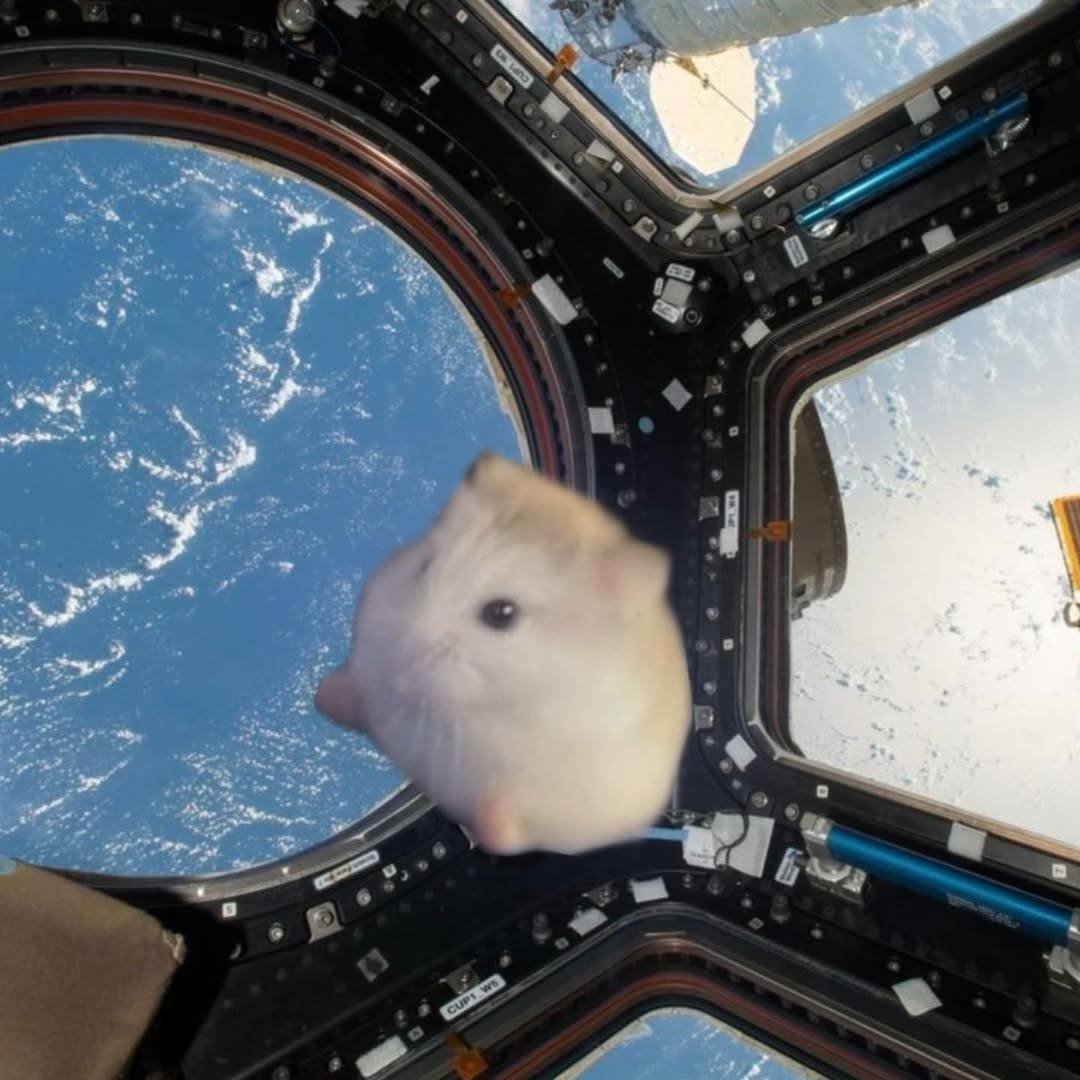 hamster (@hamsterie) on Twitter photo 