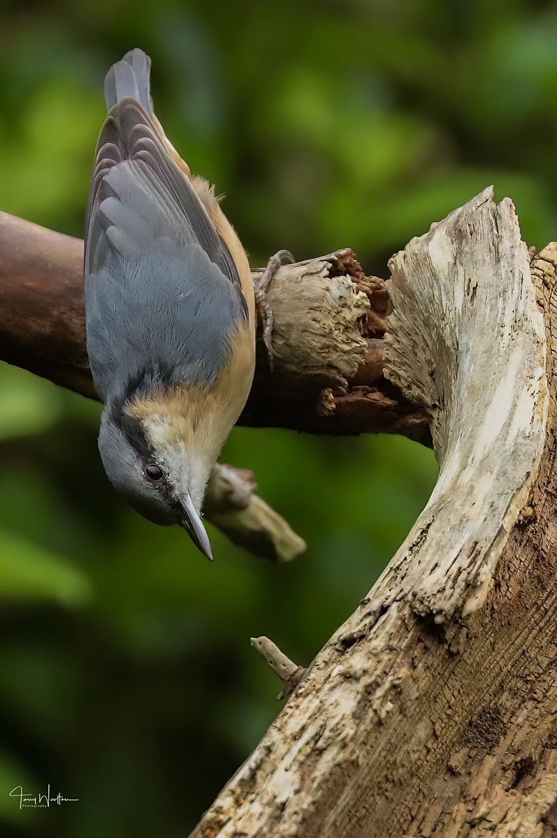 Nuthatch on the prowl ….