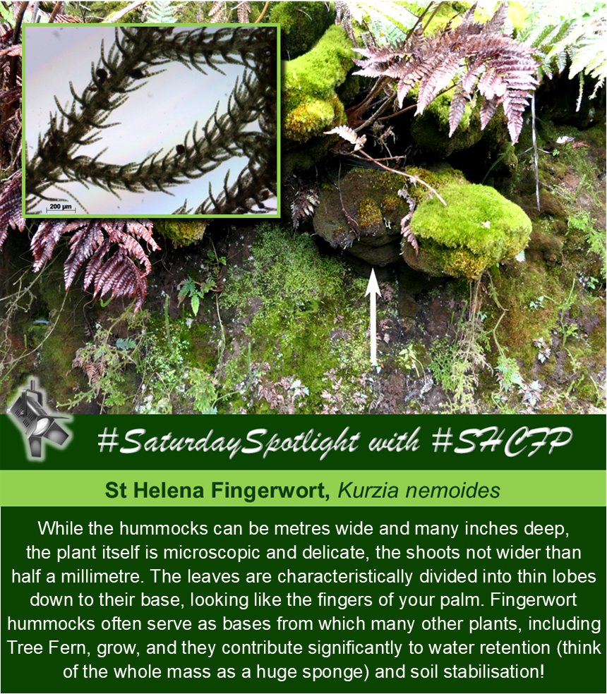 🔦 It’s #SaturdaySpotlight time! The 𝐒𝐭 𝐇𝐞𝐥𝐞𝐧𝐚 𝐅𝐢𝐧𝐠𝐞𝐫𝐰𝐨𝐫𝐭, 𝐾𝑢𝑟𝑧𝑖𝑎 𝑛𝑒𝑚𝑜𝑖𝑑𝑒𝑠 is an endemic liverwort species found in abundance in our cloud forest often forming massive hummocks on sloping terrain or covering tree bark in smaller amounts 🌳🌿 #SHCFP