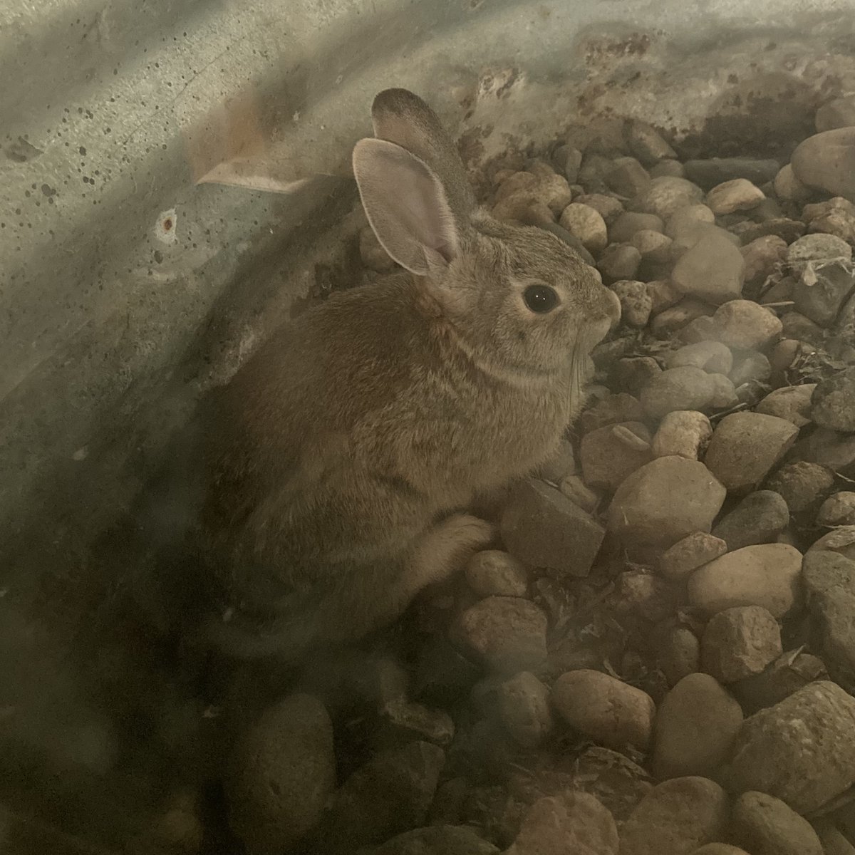 CinnamonPawsAI's tweet photo. Sorry I had to end stream early, I had to rescue this guy. #Vtuber準備中 #rabits https://t.co/jy1oiY5w5a