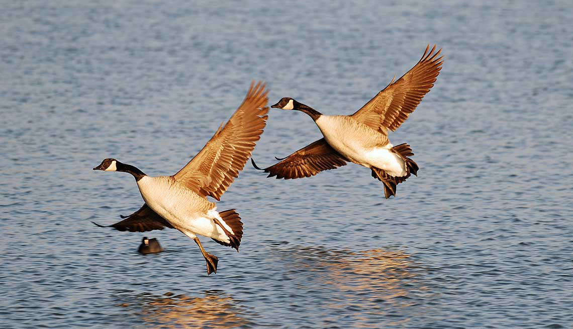 Did you know it’s World Migratory Bird Day? 🪶 Lottery dollars, through @mnentrf help <a href="/mndnr/">Minnesota DNR</a> &amp; <a href="/audubonsociety/">Audubon Society</a> support migrating birds in Minnesota by identifying avian migratory stopover sites. How cool is that?! #MNLotteryDollarsAtWork