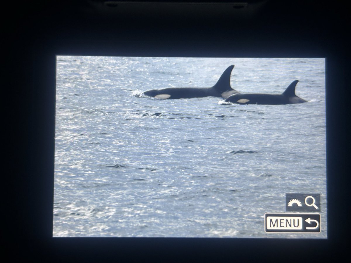 As a wildlife experience having a trip out in Hokkaido and seeing 12-14 Orca around the boat is pretty high up THERE 🥳🥳😉….<a href="/_TCartz/">Toby Carter</a> <a href="/xbirder/">Steve T</a> <a href="/BethClyne/">Bethan</a> <a href="/neild1962/">Neil Donaghy</a> <a href="/AlanDaviesbirds/">Alan Davies</a>