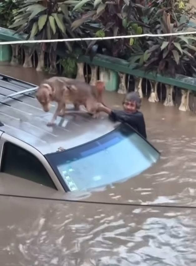 DiloConPerritos's tweet photo. En #PozaRica, Veracruz 🇲🇽, un verdadero héroe mostró el tamaño de su corazón 💛 al arriesgar su vida para salvar a un perrito en peligro. Sin pensarlo dos veces, se lanzó a ayudarlo, lo subió al coche y se aseguró de que quedara a salvo y cuidado.

Gracias infinitas a este señor por recordarnos que la bondad y el amor hacia los animales todavía mueven al mundo 🐾❤️👏