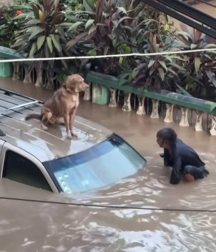 En #PozaRica, Veracruz 🇲🇽, un verdadero héroe mostró el tamaño de su corazón 💛 al arriesgar su vida para salvar a un perrito en peligro. Sin pensarlo dos veces, se lanzó a ayudarlo, lo subió al coche y se aseguró de que quedara a salvo y cuidado.

Gracias infinitas a este señor