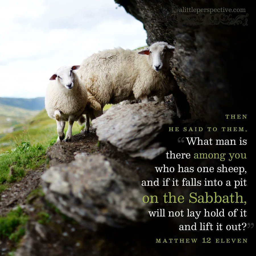DentonKollar's tweet image. Then He said to them, “What man is there among you who has one sheep, and if it falls into a pit on the Sabbath, will not lay hold of it and lift it out? Of how much more value then is a man than a sheep? Therefore it is lawful to do good on the Sabbath.”

- Matt. 12:11-12 (NKJV)