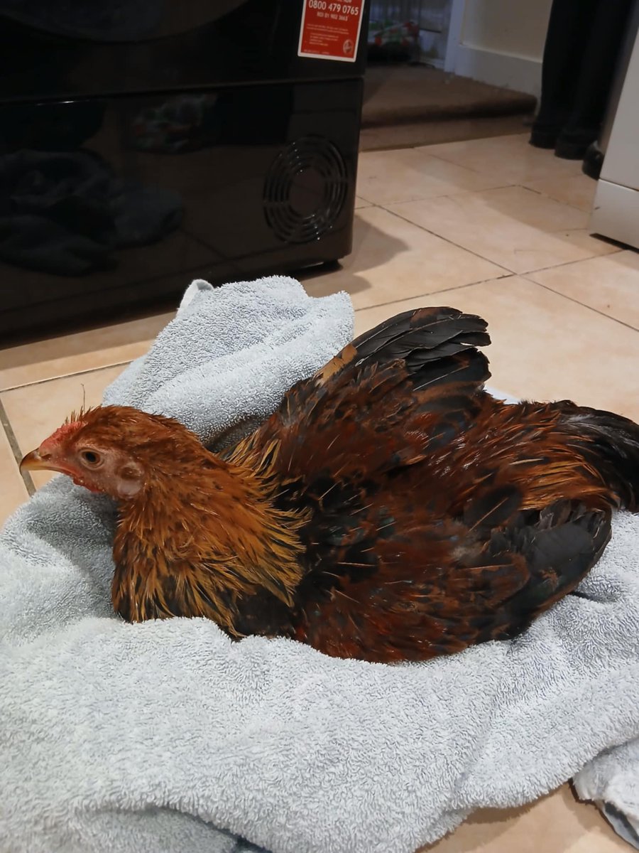 Basil1428 tweet media