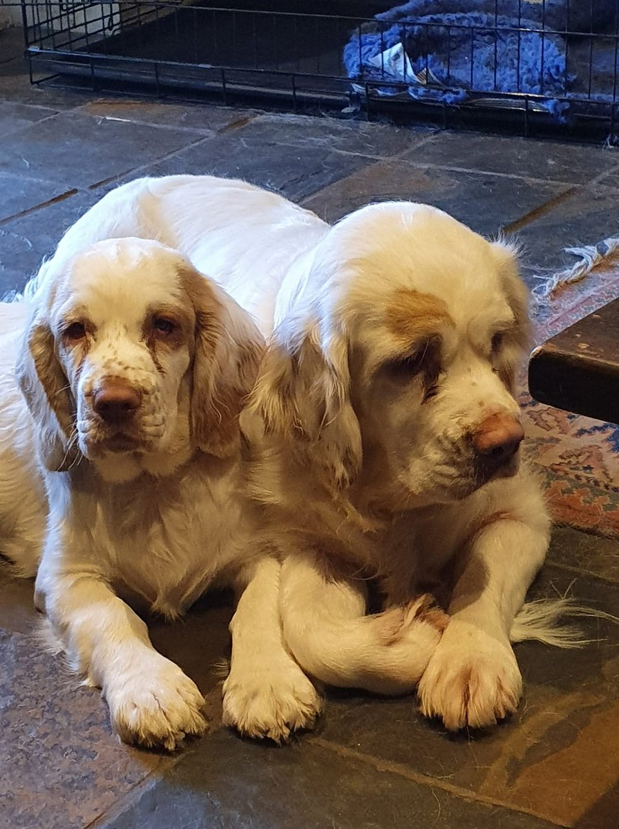 GloverPetr61747's tweet image. Over the moon that my pitch was selected for the October #RevPit #10Queries event! 
Can’t wait to see the feed on 24 Oct and find out which one’s mine. Huge thanks to the Revise &amp;amp; Resub editors for the chance! 💙