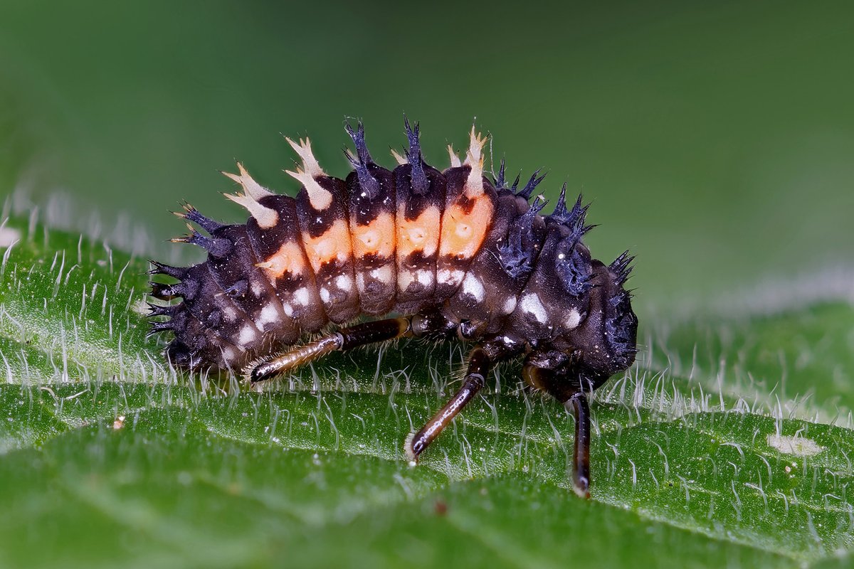 Mark Tyrrell tweet media