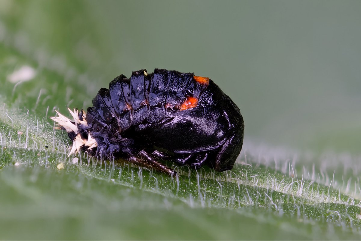 Mark Tyrrell tweet media