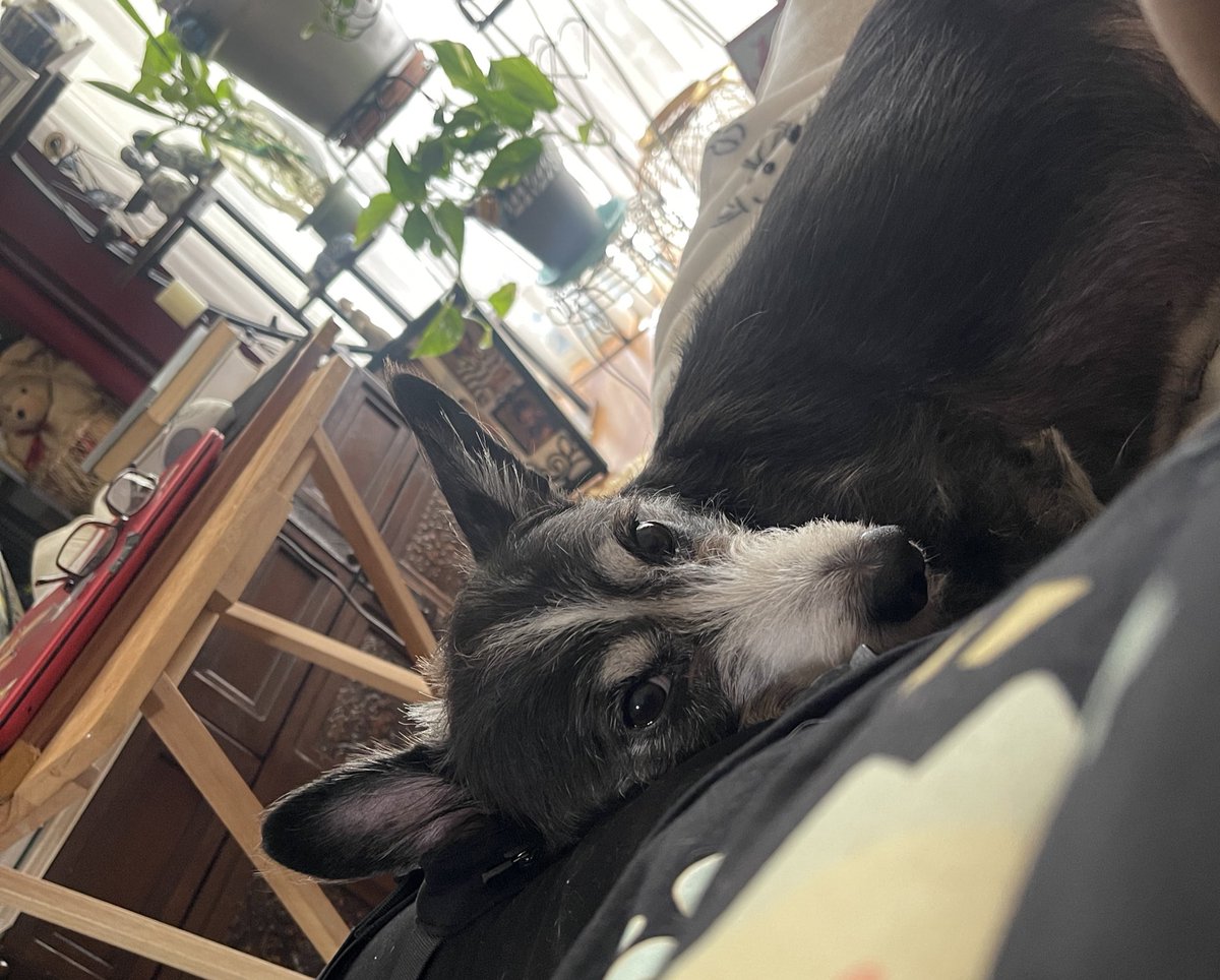 Hey peeps! Got a wee sh0p update &amp; 
My pupper Deuce is needing  to have a tumor removed so any shop scoops would definitely help.  

I will also be open for a few badges &amp; sketches  at BLFC !

🔗in pinned tweet