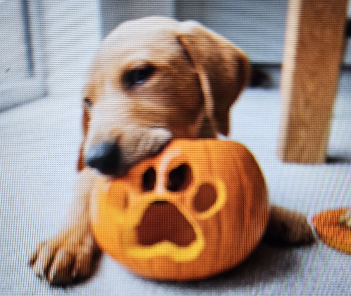 doghousesupp's tweet image. Falling leaves, wagging tails, spooky deals—yep, that’s our kind of Sunday. 🍂🐕

 doghousesupplies.com

#FallDogs #FunnyDogs #HowlOWeenVibes #DogSupplies #PetShopping #DogHouseSupplies #DogLovers #SpoilYourDog #ShopNow #DogLife