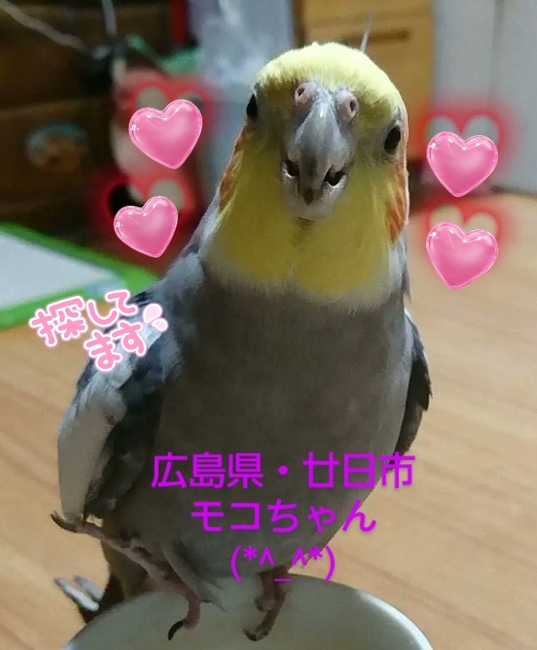 wanwan202319831's tweet image. #広島県  #廿日市
#オカメインコ
#モコちゃん✨
どこかで保護された方はいらっしゃいませんか？
飼い主様可愛いい✨モコちゃんの帰りを待っています。
大切な家族です(*^_^*)
可愛いい✨モコちゃんが1日でも早く飼い主様と繋がりますように🍀
皆様のご協力お願いいたします🙏
(=⌒ー⌒=)🍀モコちゃん✨
