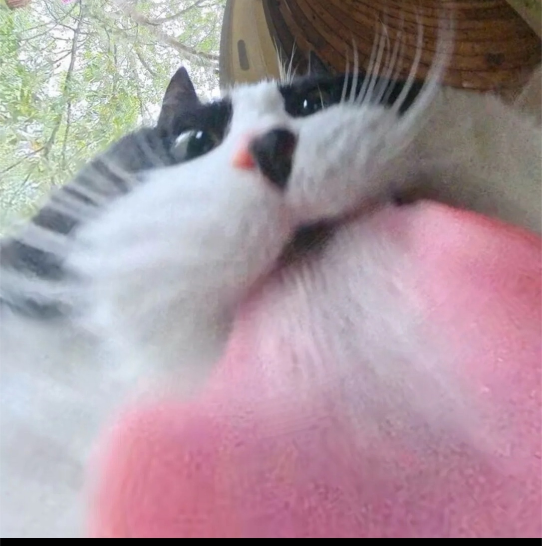 lined cats (@linedcats) on Twitter photo 