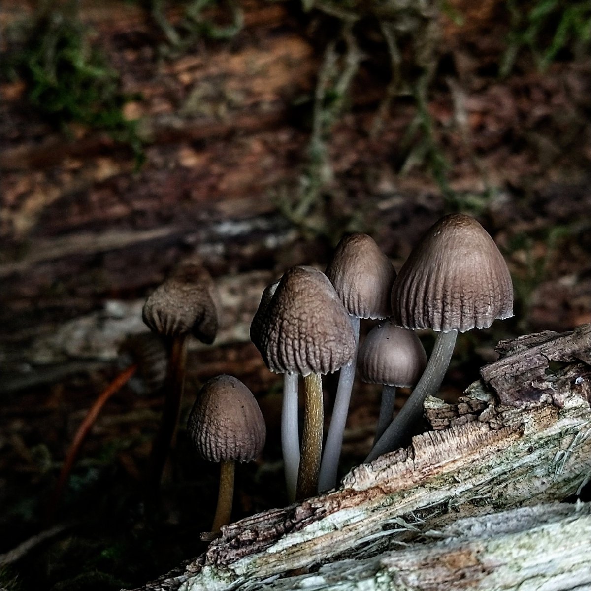 SewellLeigh's tweet image. Common Inkcap (Coprinopsis atramentaria) and it&apos;s pleated top due to  the dry weather 😩😊

#fungi #nature #saturdaymorning #macro #NaturePhotography