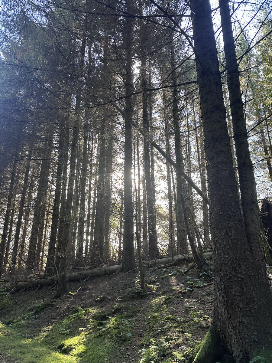 KinlochSusan's tweet image. Blairadam forest walk #SaturdayMotivation #fungi 🏴󠁧󠁢󠁳󠁣󠁴󠁿🍁🍄‍🟫🍄🍂🐶☀️