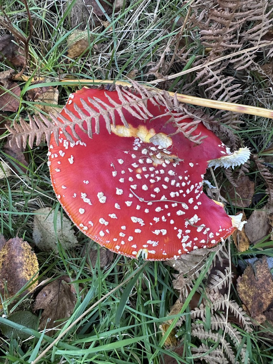 KinlochSusan's tweet image. Blairadam forest walk #SaturdayMotivation #fungi 🏴󠁧󠁢󠁳󠁣󠁴󠁿🍁🍄‍🟫🍄🍂🐶☀️