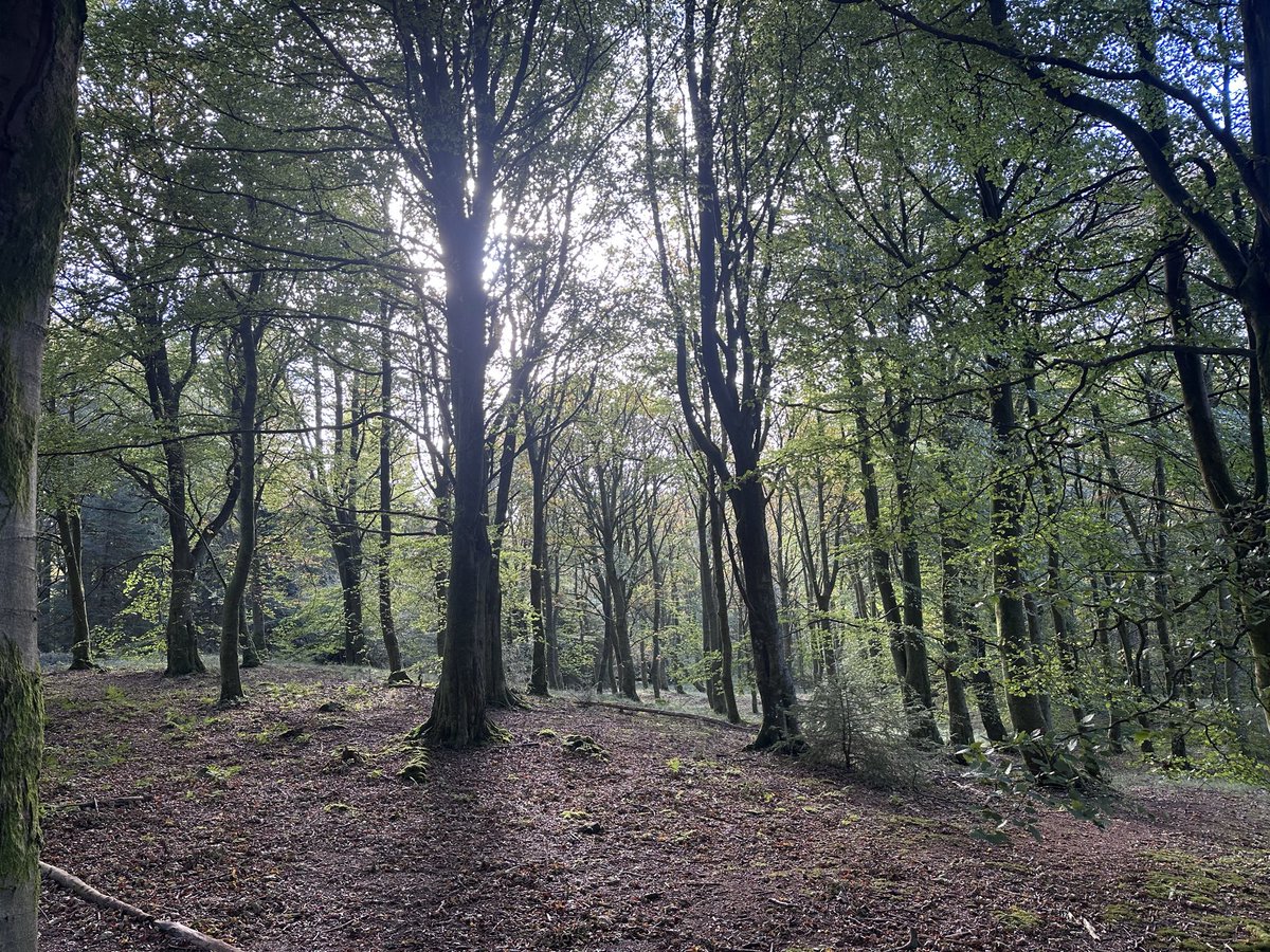 KinlochSusan's tweet image. Blairadam forest walk #SaturdayMotivation #fungi 🏴󠁧󠁢󠁳󠁣󠁴󠁿🍁🍄‍🟫🍄🍂🐶☀️