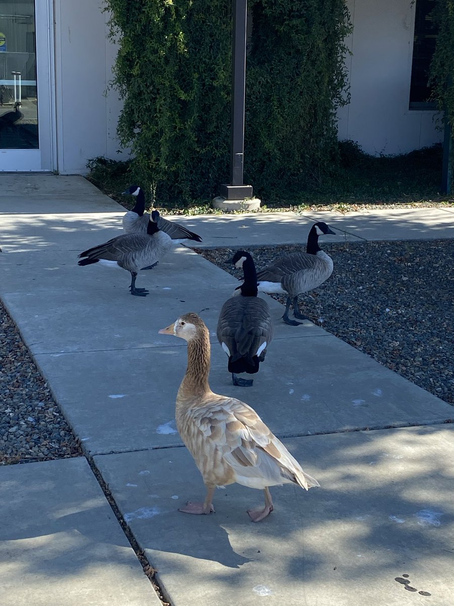 VoidTerror tweet media