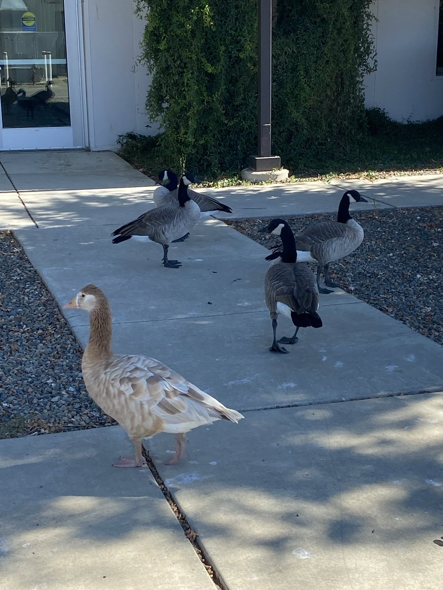 VoidTerror tweet media