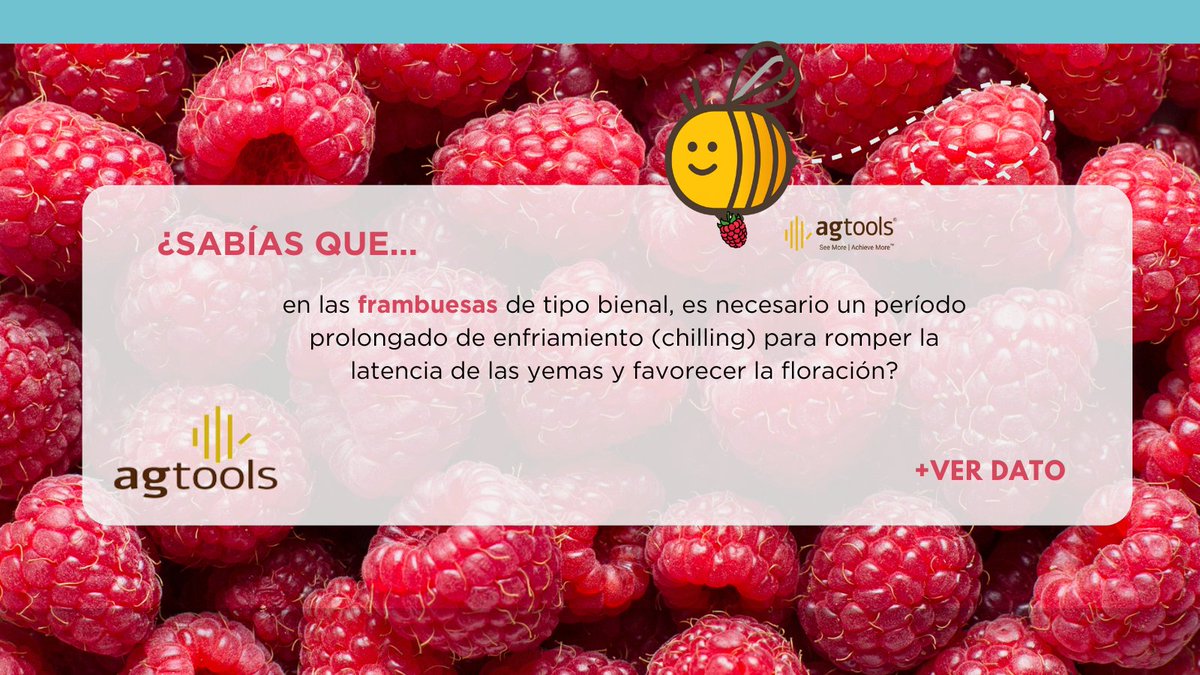 IICAMexico's tweet photo. 🌱 #INNOVAGRONoticias
Hoy en #Agtools, ¡la protagonista es la #frambuesa! 🍓
Descubre los datos más interesantes sobre este cultivo 👉 https://t.co/ymZcEvUr44
🔹 #AgtoolsMX / @ag_tools es una plataforma tecnológica que analiza los mercados agrícolas conectando datos de cultivos con respaldo científico de universidades y organismos oficiales.
🔹 Y la @redinnovagro, impulsada por el @IICAnoticias, reúne a más de 70 instituciones de 14 países para seguir impulsando la innovación en los sistemas agroalimentarios. 🌎✨