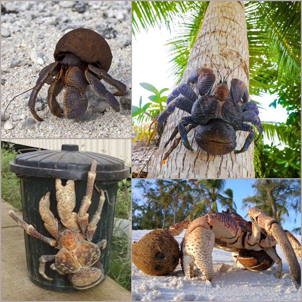 StimzBTW's tweet photo. @cornski coconut crab https://t.co/d1dRUpiLNe