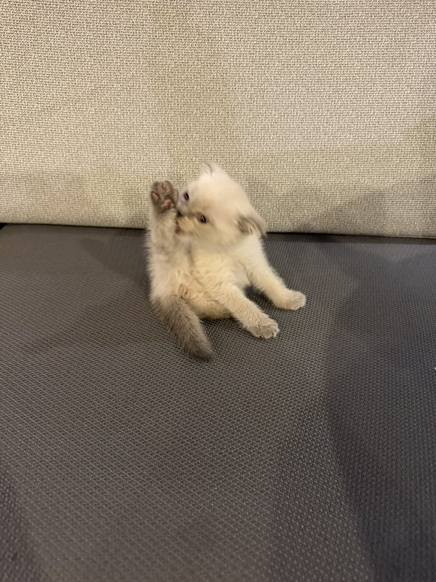 Dünyanın en salak kedisi yoga mı yapıyorsun bu ne hal