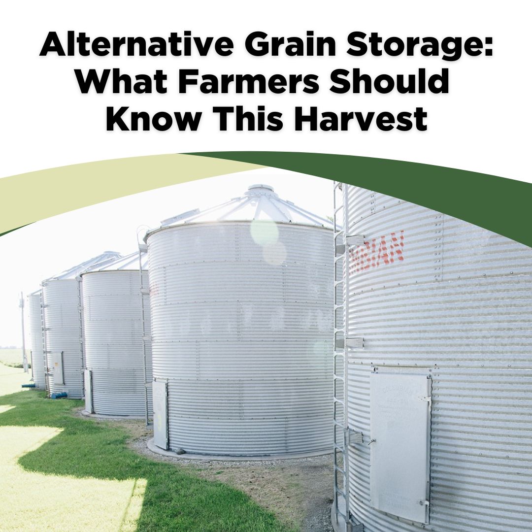 NDSoybean's tweet image. 🌱 Alternative grain storage on your mind? Farmers are using bags, buildings, or piles this harvest. No matter the method, keeping soybeans dry and cool is key to preserving quality and value.

🚜 Read more important tips from Ken Hellevang of @NDSUExtension:…