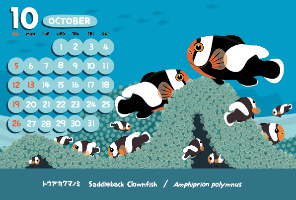 vimytaro's tweet image. 今月のカレンダー
カクレクマノミはたくさん描いたけど、トウアカはあんまりないかも･･･今回はトウアカクマノミとイボハタゴイソギンチャクとのセットで描いてみたかったのです。でも、この触手の短いイソギンチャクがなんとも描きづらくて苦労しました(^_^;)　「トウ」アカなので10月ｗ
