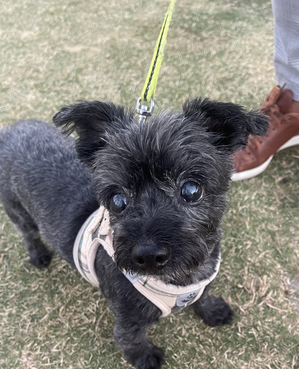 emmaowencontent's tweet photo. @threadexperts Hi! I’ve worked with several pet brands and would love to be considered! 

🔗https://t.co/kTmOb0a5Rk
✉️emma@emmaowencontent.com https://t.co/wstH6FWwlE