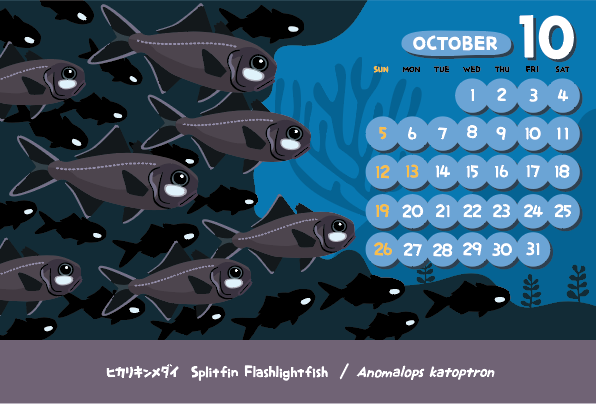 vimytaro's tweet image. 今月のカレンダー
ずいぶん昔に訪れた沼津港深海水族館のヒカリキンメダイの展示がステキでした♪けっこうたくさん泳いでて･･･まっ暗な中に青白いライトが点滅してるみたいな･･･これだけ見たら、生きものの発光とは思えないかも･･･。　深海魚ならハロウィン向きかなと思って･･･ｗ