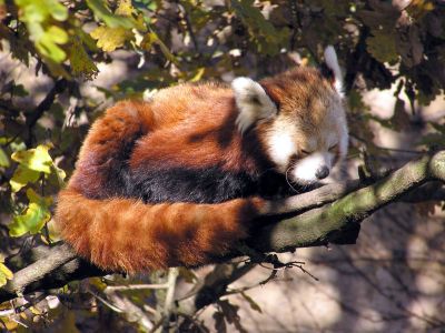 RedPandaEveryHr's tweet image. 
