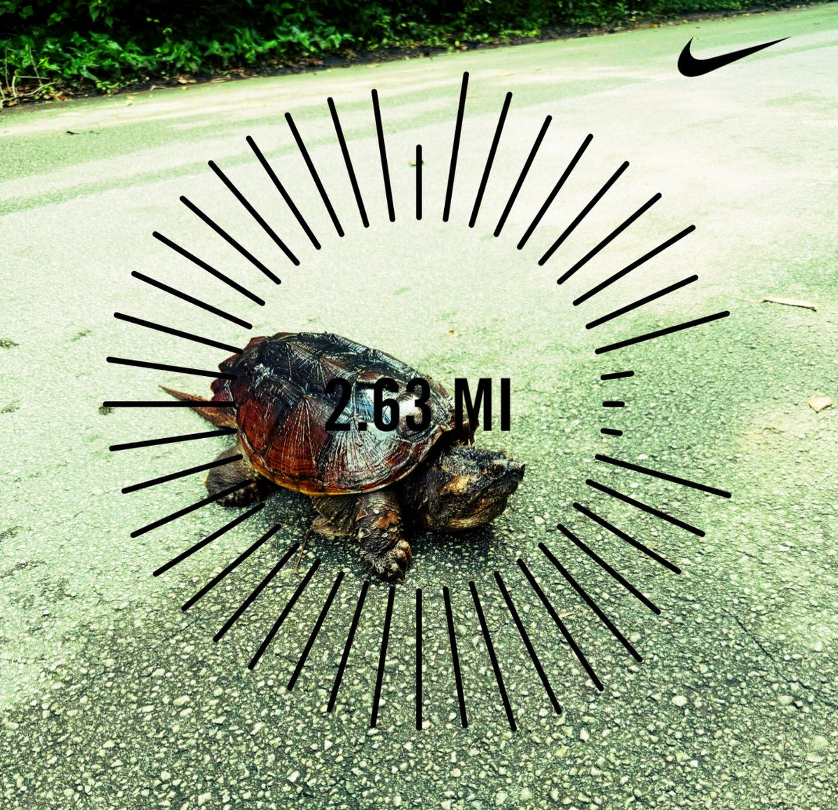 bjones26_2's tweet photo. 2.63 mile tempo run post workout #turtlecrossing #snapperhead #nikerunnning #halfmarathontraining ##fitover40 https://t.co/u65wrmDpX5