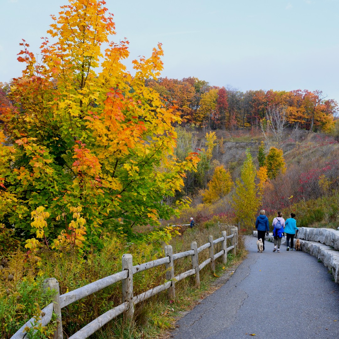 Have a wonderful #Thanksgiving, Toronto. 🍂

And let's go <a href="/BlueJays/">Toronto Blue Jays</a>!