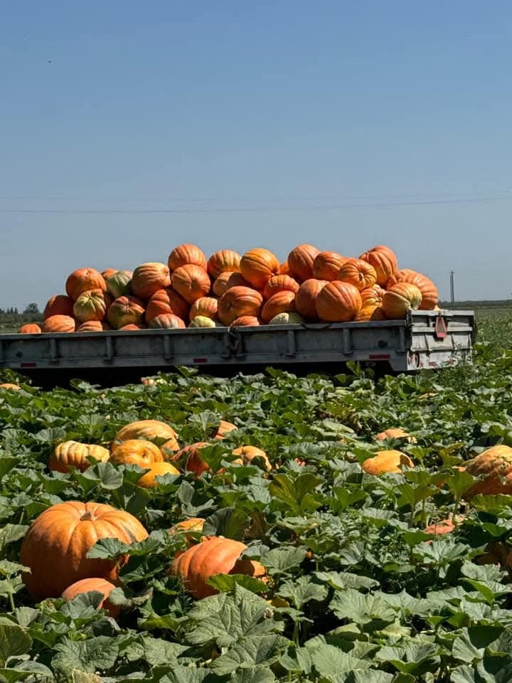 UFWupdates's tweet image. Halloween is coming soon. Lupe&quot; sent us this photo of the pumpkins he helped harvest in the Bakersfield CA area. He shares he is proud of the work he and other farm workers do to bring fruits and vegetables to the tables across America. #WeFeedYou
