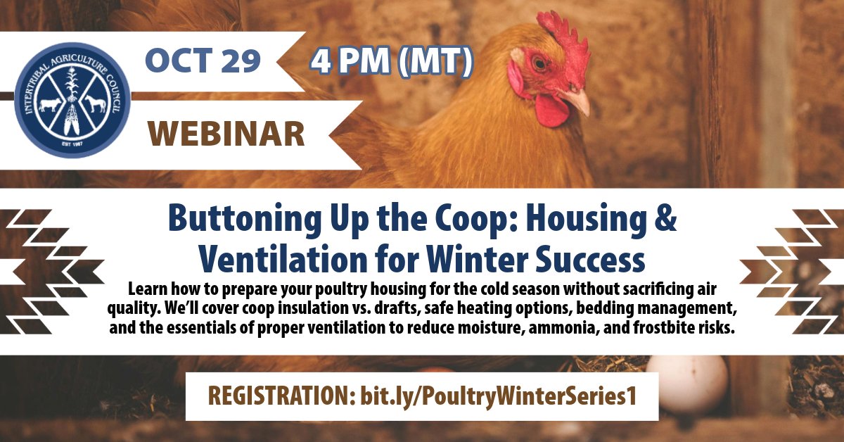 IACupdate's tweet image. Winter is coming! Are your birds ready? Join our FREE 4-part webinar to prep your poultry for cold weather! From housing to feeding, we’ve got you covered. 

Learn more: bit.ly/Poultry-Webina… 

#IndianAg #Webinar #Poultry