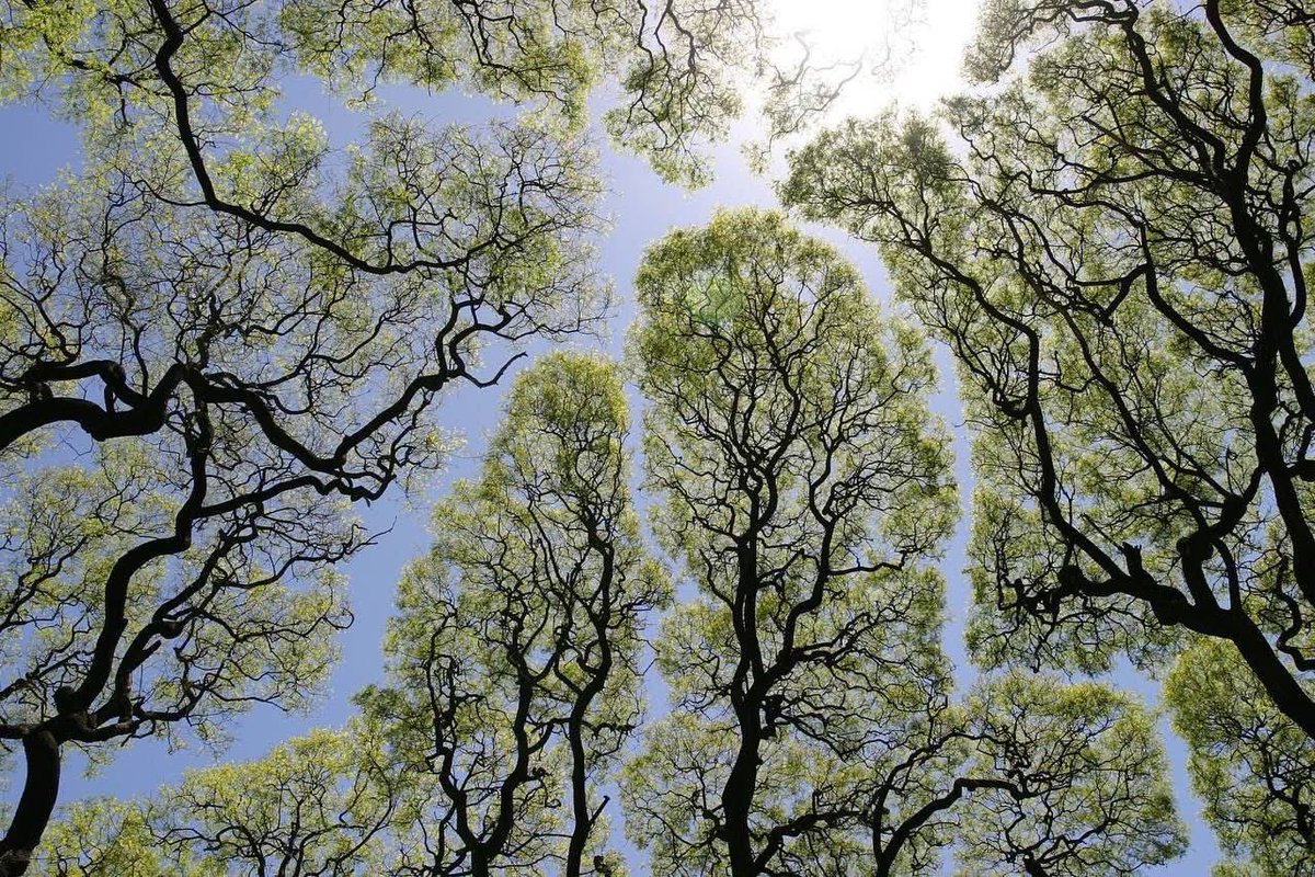 philocaaalist's tweet photo. ظاهرة "Crown Shyness" حيث الأشجار تتحاشى ملامسة بعضها. https://t.co/6fLq5mLyFp