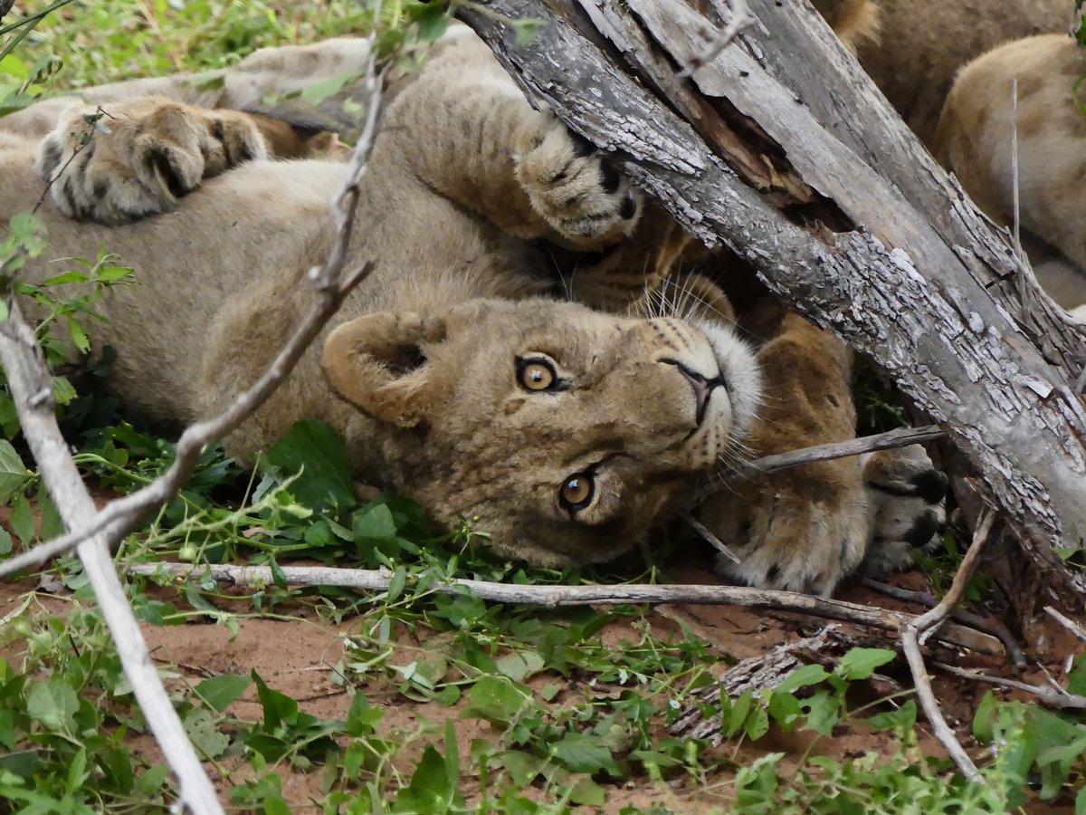 Okavango Delta tweet media
