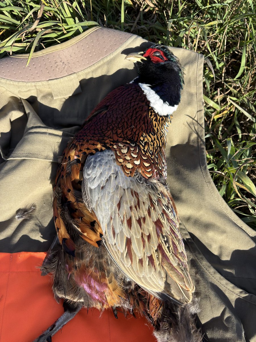 EckrothNoel's tweet image. 2025 Pheasant Opener, just Gauge, Colt &amp;amp; I.  I love solo freelance hunting.  #thankful #gratitude #PraiseGod