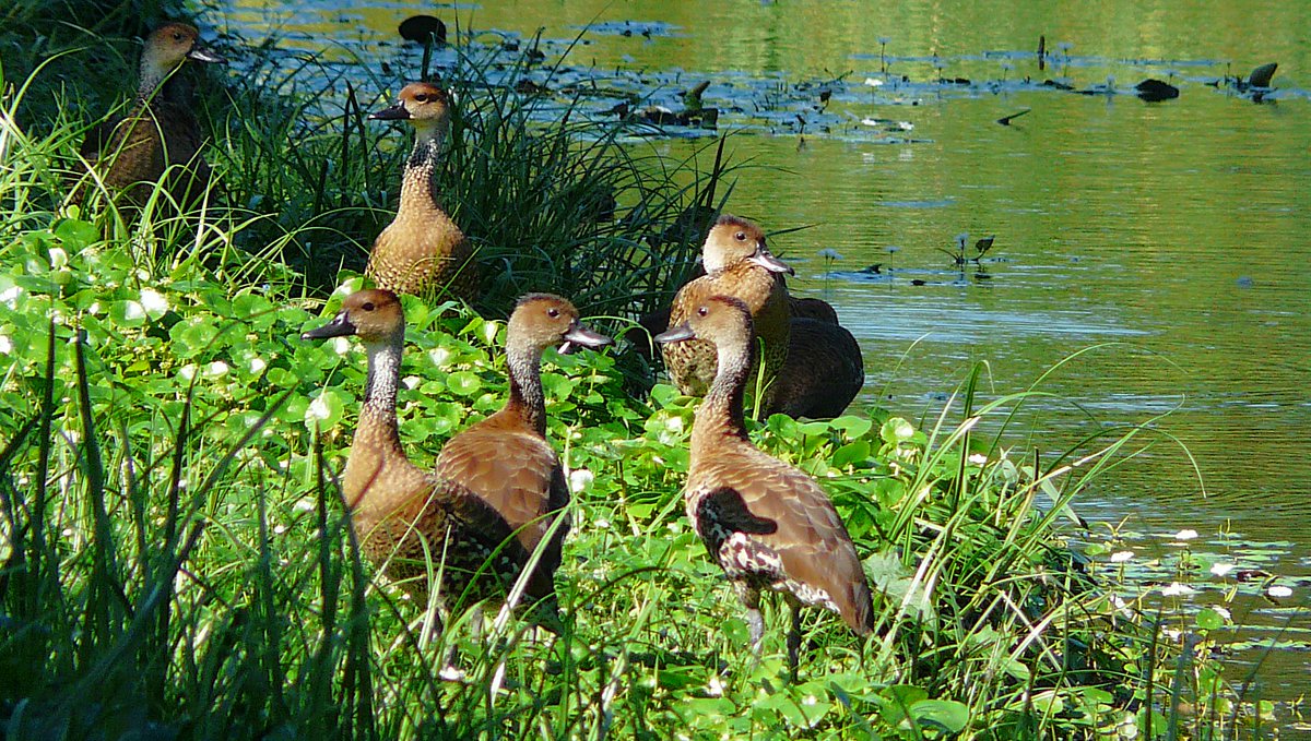 Bird for Sunday. West Indian whistling duck (Dendrocygna arborea, drzewica karaibska). Old memories from Jamaica.