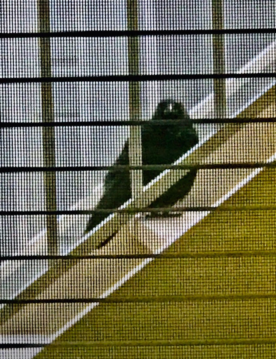 SherryElls's tweet image. Do you ever feel like someone or something is watching you?
Hahahaha
I love opening my blinds and being greeted by my OUTDOOR pets 🤣🤣🤣🐦⬛🐦⬛🐿️🐿️
#saturdayfun #SaturdayMotivation #NatureIsAmazing #Ilovesquirrels #Ilovecrows
“Hey Sherry where’s our lunch?” 🫢🥰