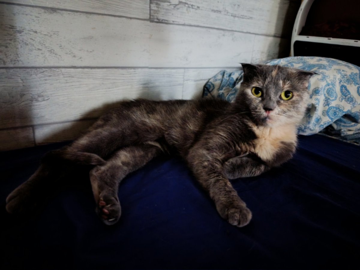 Давно здесь не было кошки Мит (она же Креслоцараптор)