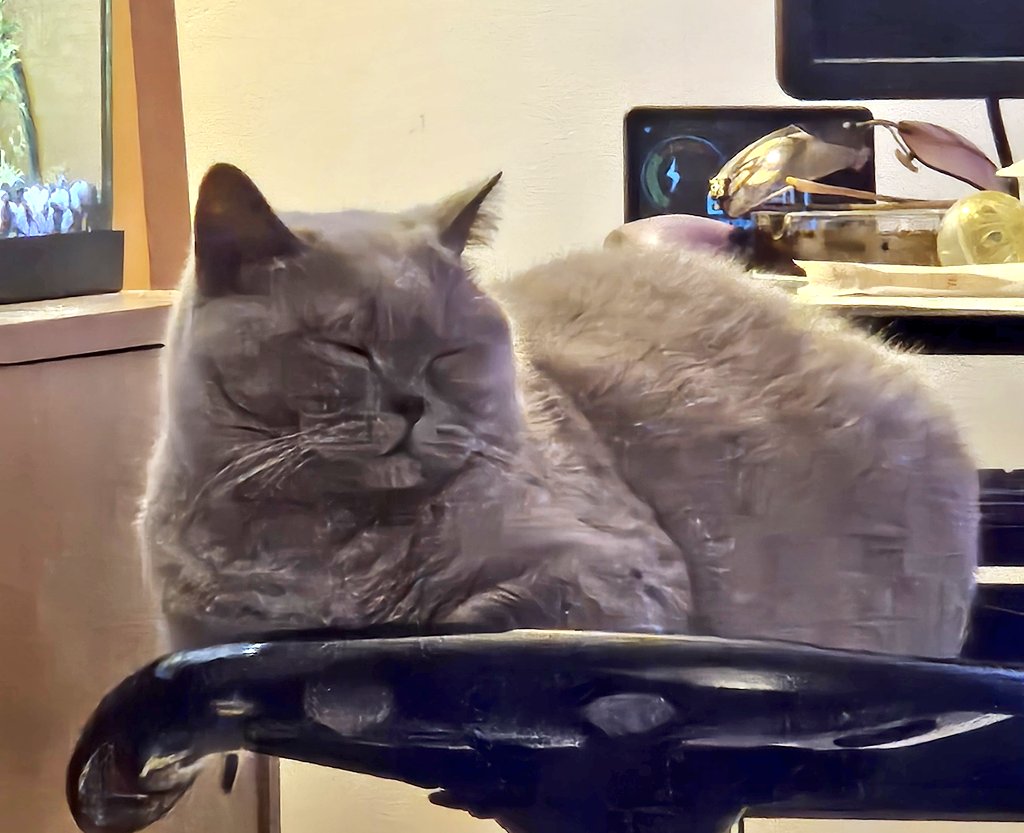 🐈‍⬛️♥️😍 Goodnight to all my fur friends sweet dreams 💤 love from Lily 😍♥️🐈‍⬛️

#CatsOfTwitter #CatsOnTwitter #Cat #cats #CatsAreFamily