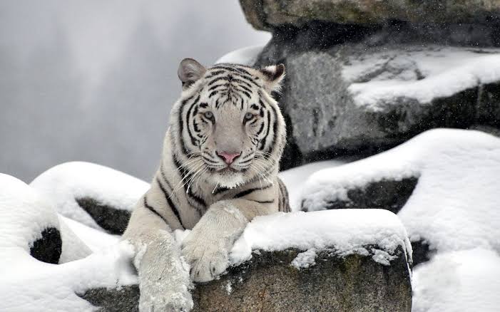 Como ven... hipotermia a un tigre, un TIGRE, en puebla. 

Si creen que somos idiotas, definitivamente...